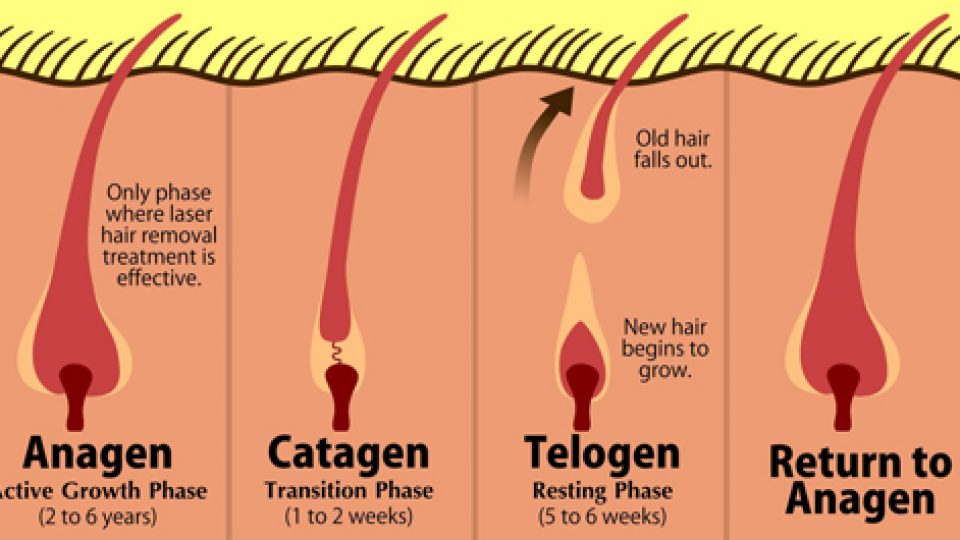 Hair-Chart